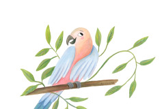 Olia Shovkova_bird_parrot