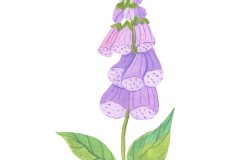 Olia-Shovkova_flower_floral_foxglove