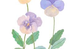 Olia-Shovkova_flowers_floral_pansies