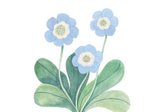 Olia Shovkova_flowers_floral_primula auricula