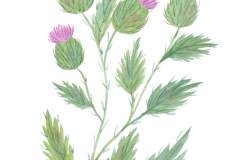 Olia-Shovkova_flowers_floral_thistle